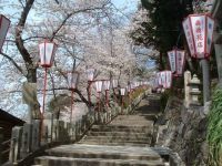 金崎宮の桜の写真