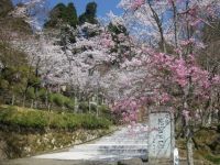 花筐公園の桜の写真