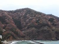 神子の山桜の写真
