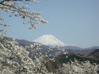 大法師公園の桜の写真
