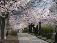 城山公園（長野県）の桜の写真