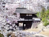 小諸城址 懐古園の桜の写真