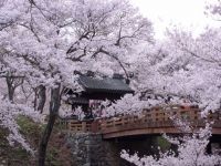 高遠城址公園の桜の写真