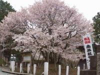 中将姫誓願桜の写真