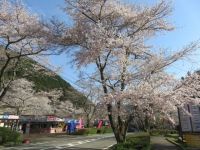 寺尾ヶ原千本桜公園の桜の写真
