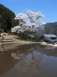 苗代桜の写真
