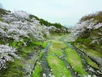 養老公園の桜の写真