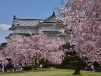 駿府城公園の桜の写真