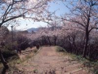 賤機山公園の桜の写真