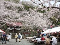 御殿山の桜の写真