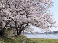 佐鳴湖公園の桜の写真