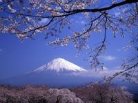 大石寺の桜の写真