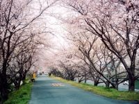 河原町桜堤防の桜の写真