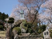 粟ヶ岳の桜の写真