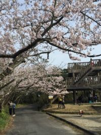 大浜公園の桜の写真