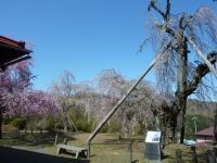 法泉寺のしだれ桜の写真