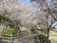 高松神社の桜の写真