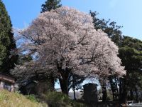 戦国夢街道ハイキングコースの桜の写真