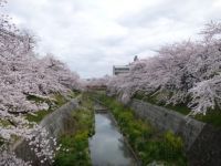 山崎川四季の道の桜の写真