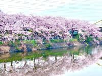 荒子川公園の桜の写真