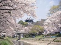 岡崎公園の桜の写真