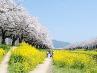 佐奈川堤の桜の写真
