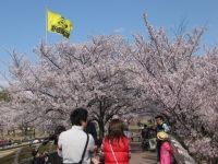 明石公園（愛知県）の桜の写真