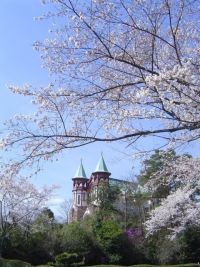 博物館 明治村の桜の写真