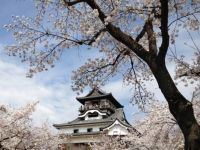 国宝犬山城と木曽川遊歩道の桜の写真