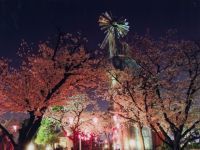 桃山公園の桜の写真