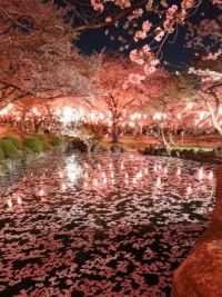 大山緑地の千本桜の写真