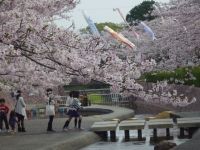 滝頭公園の桜の写真
