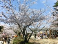 津偕楽公園の桜の写真
