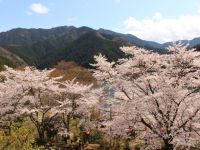 君ヶ野ダム公園の桜の写真