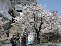 上野公園（三重県）の桜の写真