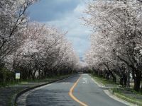 鍋田川堤桜並木の写真