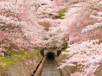 琵琶湖疏水の桜の写真