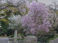 長等公園の桜の写真