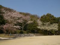 八幡公園の桜の写真