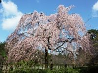 京都御苑の桜の写真