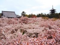 仁和寺の御室桜の写真