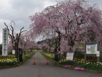 京都府緑化センターの桜の写真