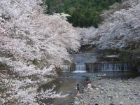 七谷川「和らぎの道」の桜の写真