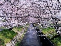 虚空蔵谷川の桜の写真