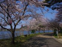 離湖公園の桜の写真