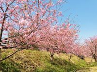 椿坂の河津桜の写真