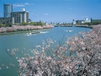 毛馬桜之宮公園の桜の写真