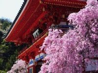 勝尾寺の桜の写真