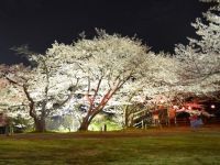 永楽ダムの桜の写真