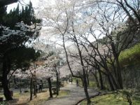 須磨浦公園の桜の写真